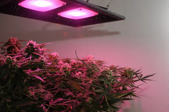 lighting for best weed buds