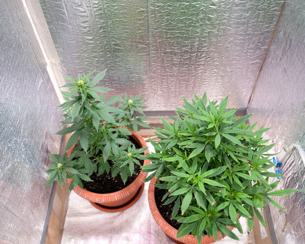 growing indoors in a tent