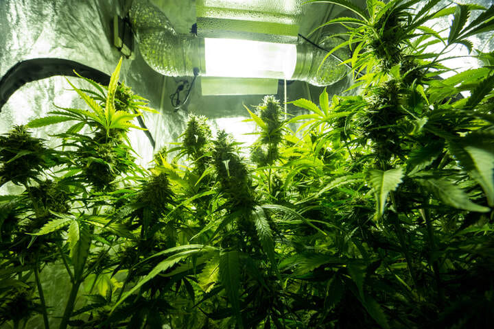 why start a grow tent grow