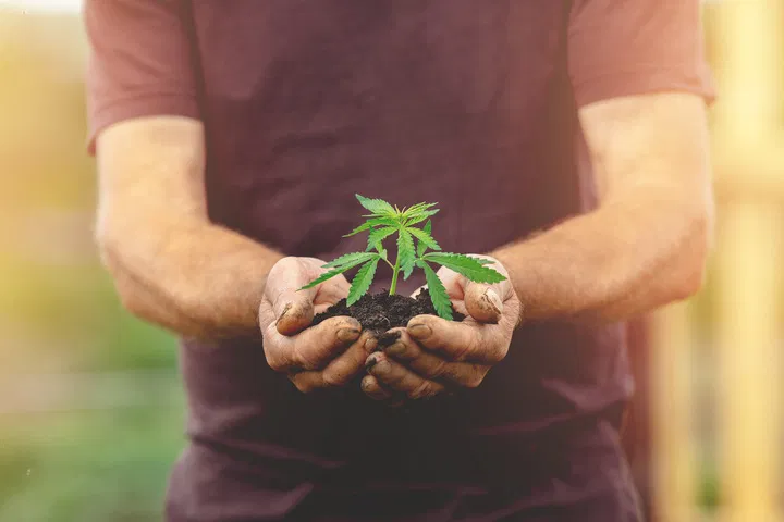 get high on your own weed