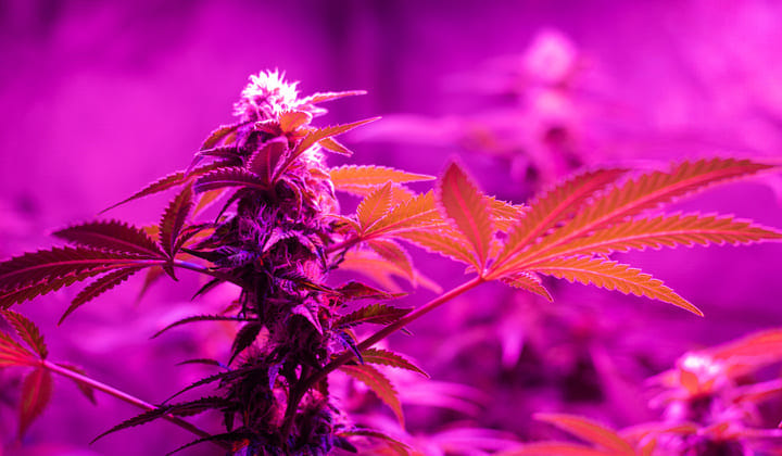 high cbd strain growing tips