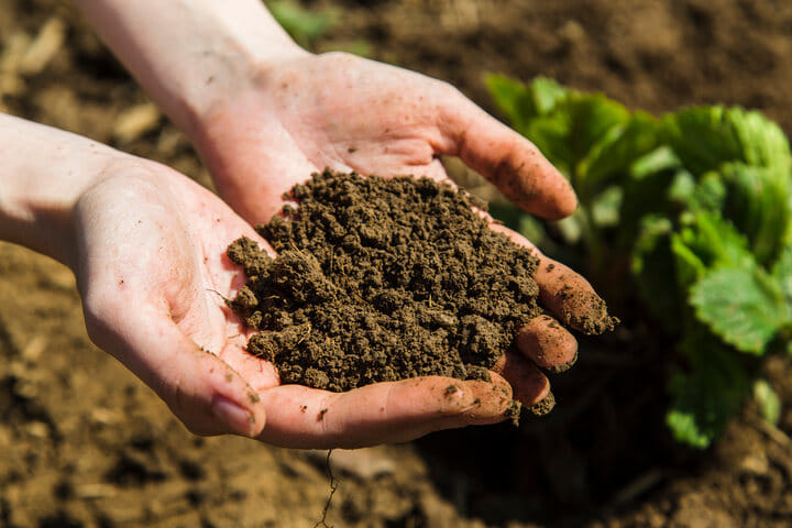 check soil pH if germinating seeds in soil