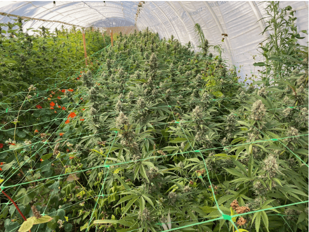 healthy plants with good nutrients