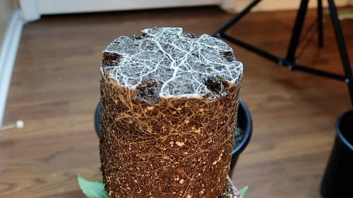 healthy cannabis roots