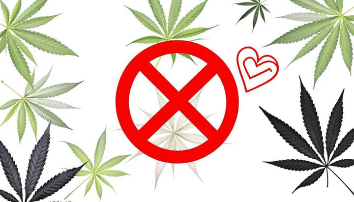 healthy cannabis leaves