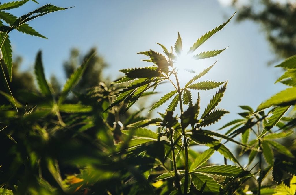 hemp mistaken for weed