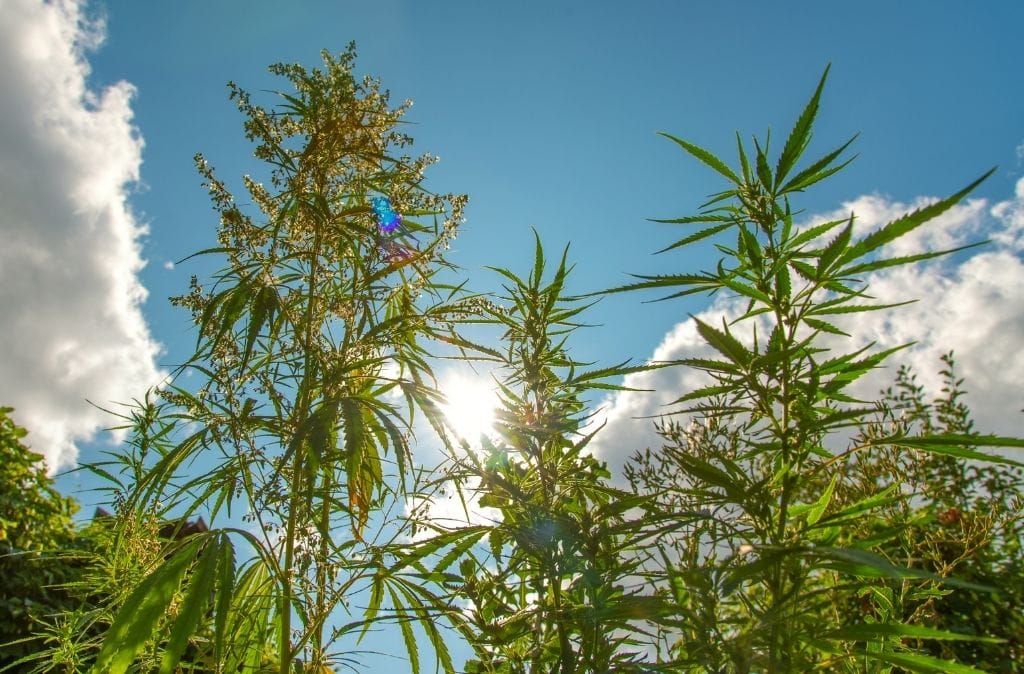 hemp again mistaken for weed