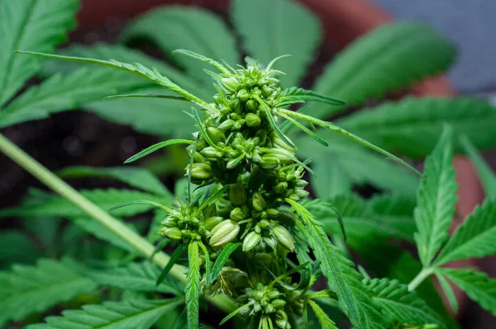 feminization can occasionally lead to plants herming
