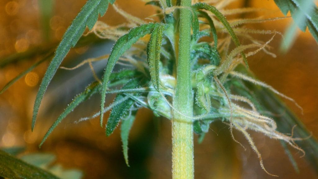 hermaphroditic cannabis plant