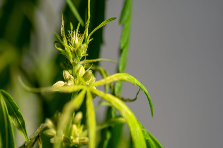 heat stress can cause hermaphroditc cannabis