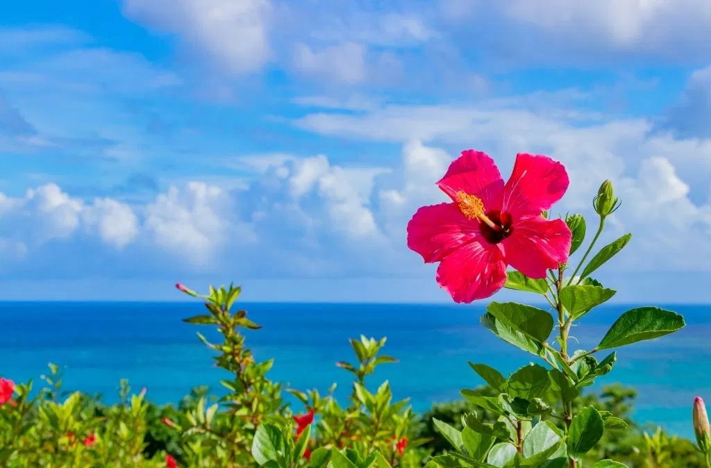 hibiscus mistaken for weed