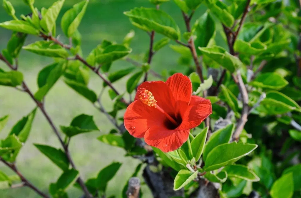 hibiscus again mistaken for weed