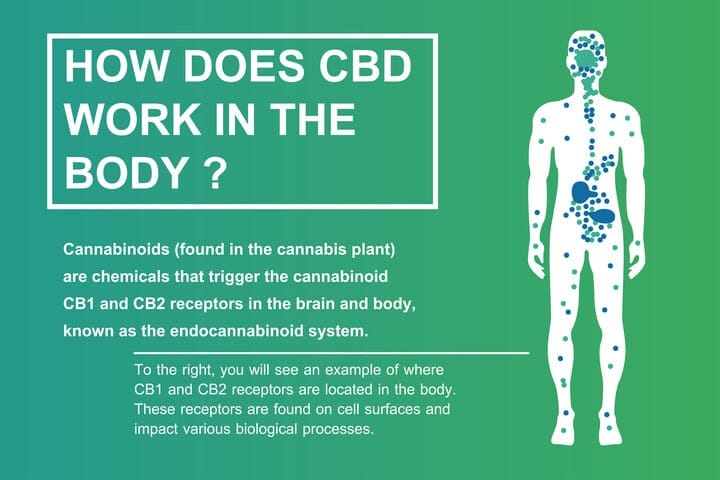 what does cbd do