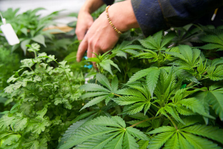 begin defoliating the bottom fan leaves