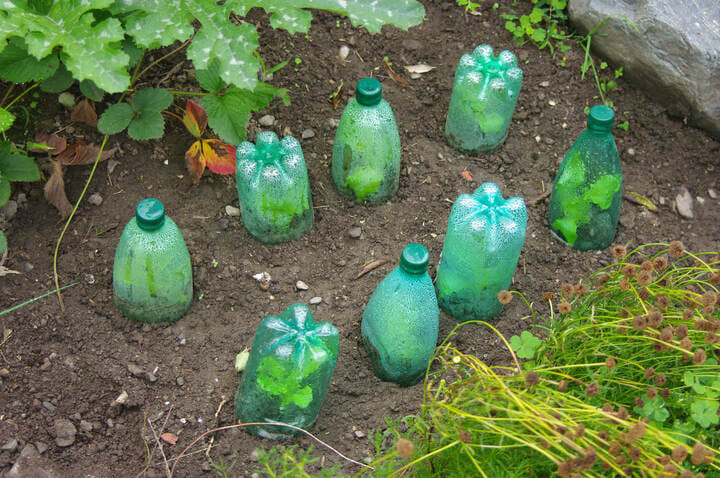 how can you protect cannabis plants from frost