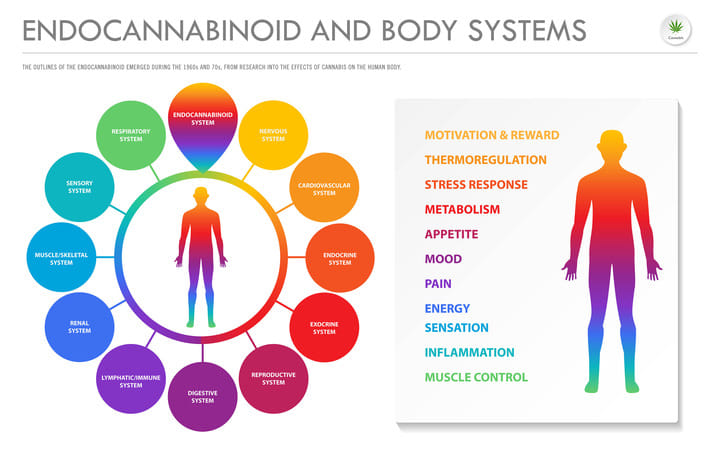 What does the endocannabinoid system do?