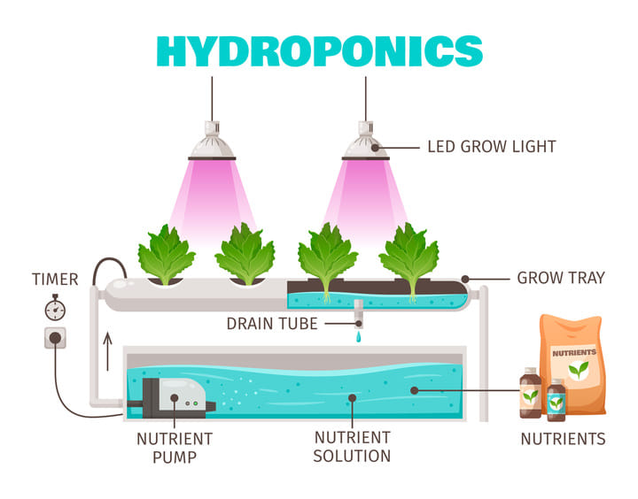 hydroponics growing cannabis in water