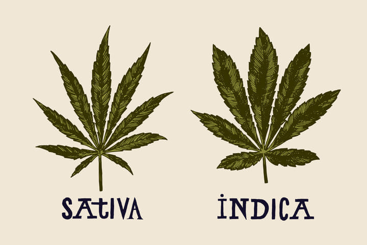 indica sativa leaf comparison
