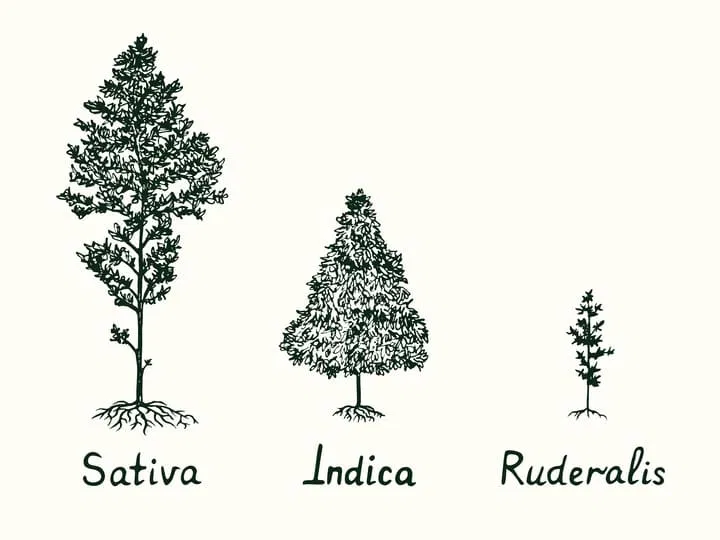 indica vs sativa