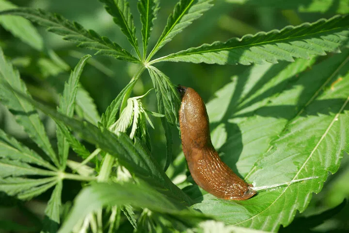 Indoor growing reduces risk of pests