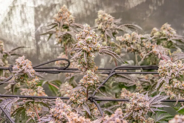 indoor cannabis