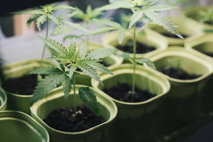start winter cannabis plants indoors