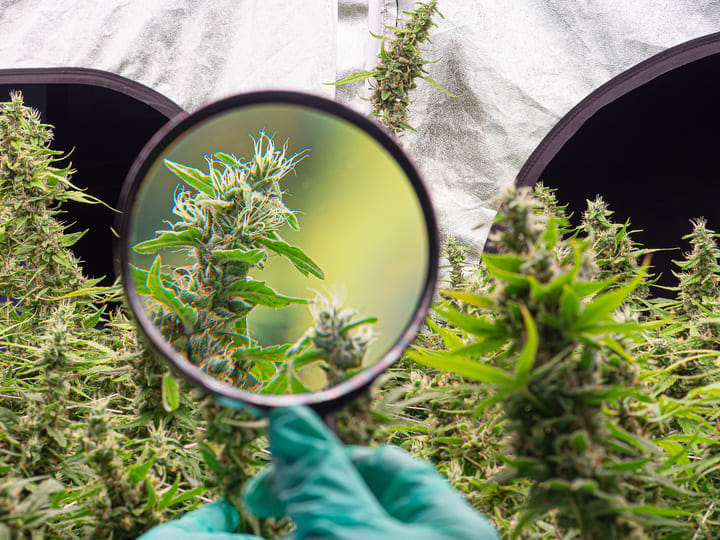 inspect plants regularly for pests