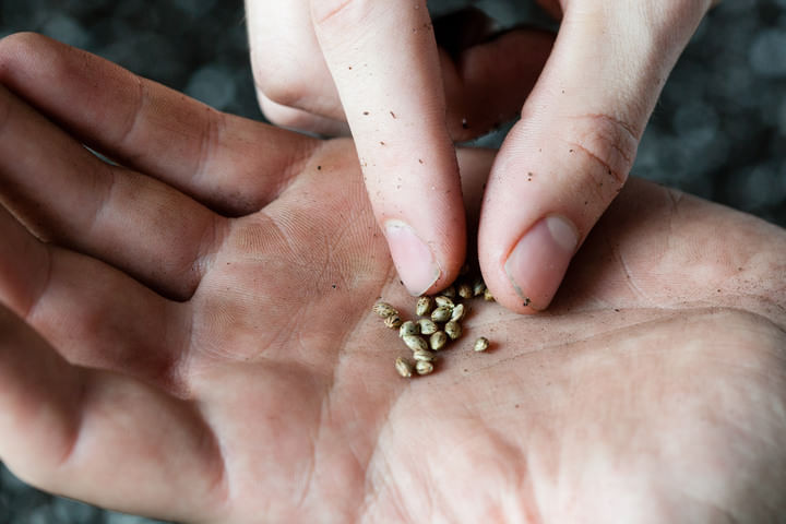 inspect cannabis seed quality before planting