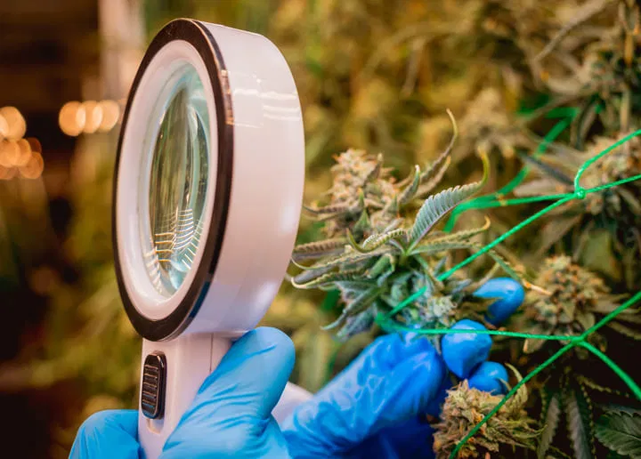 assess trichome coverage for washing