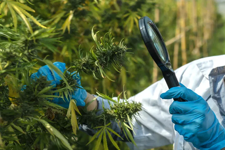 inspect trichomes as plants approach harvest