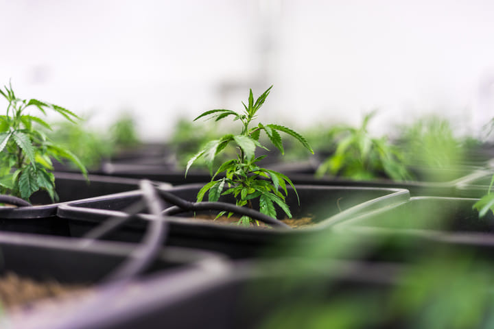 essential equipment for growing cannabis in a greenhouse