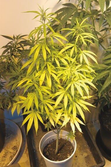 cannabis plant with leaf problems