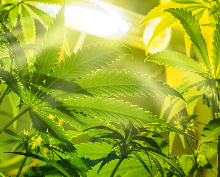 optimizing growing conditions