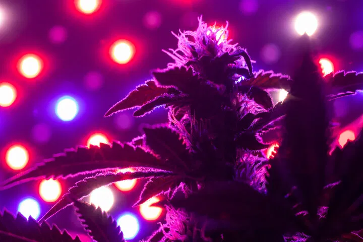 light spectrums for cannabis growing