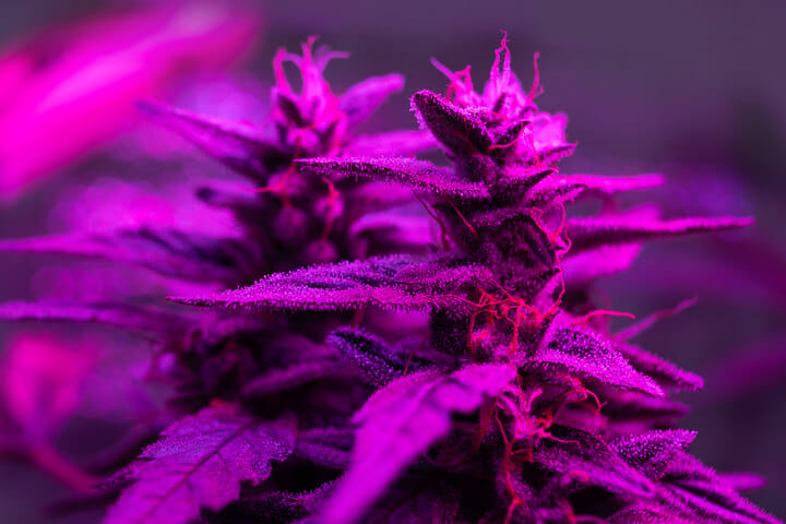 light schedules for autoflowers