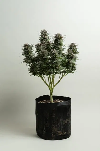 cannabis lollipopping