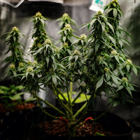 bending and tie-down lst autoflower