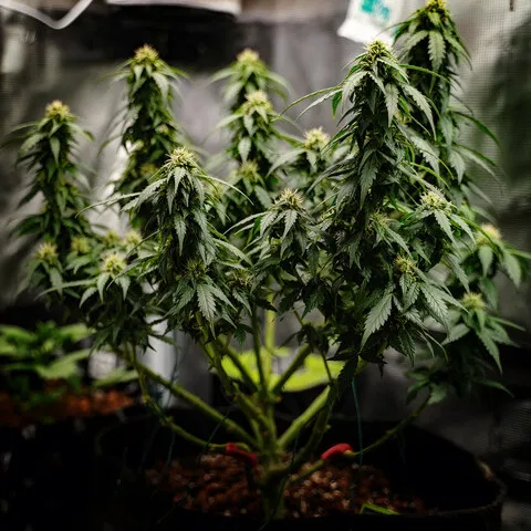 bending and tie-down lst autoflower