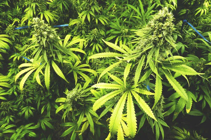 how lst impacts autoflower cannabis yields