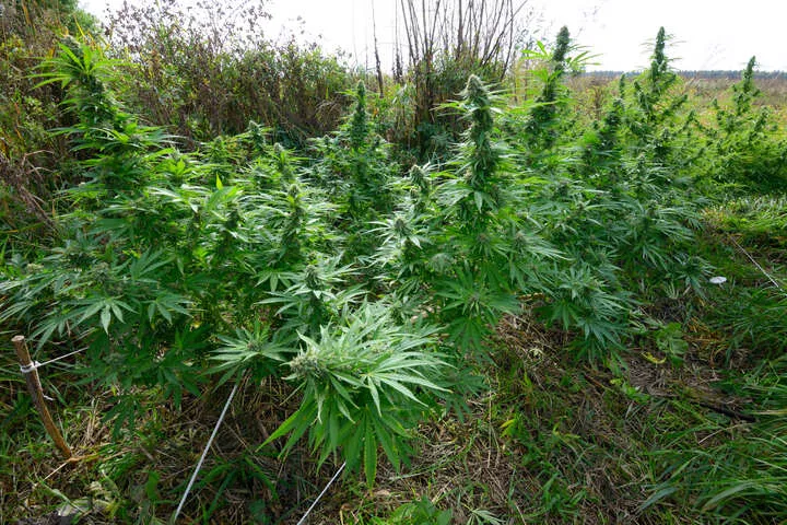 low stress training cannabis plants