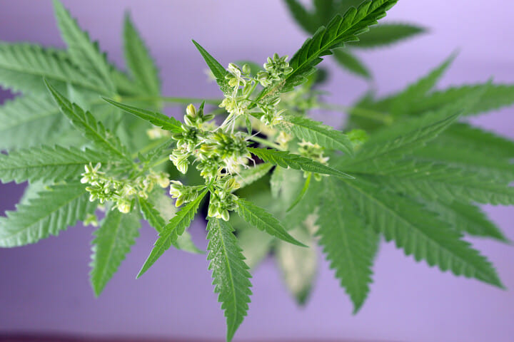pollen sacs emerge during pre-flowering