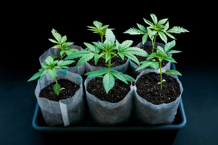 fabric pots offe better drainage