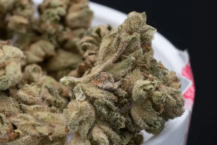 moldy cannabis buds can be avoided with good air circulation