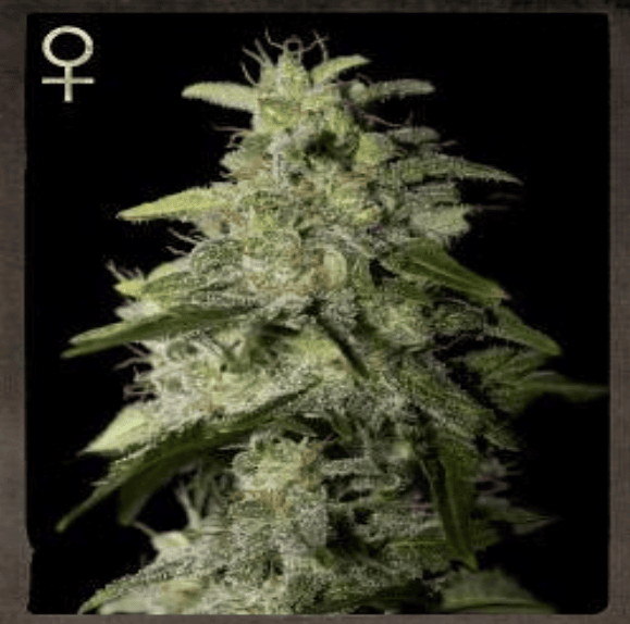 money maker by strain hunters