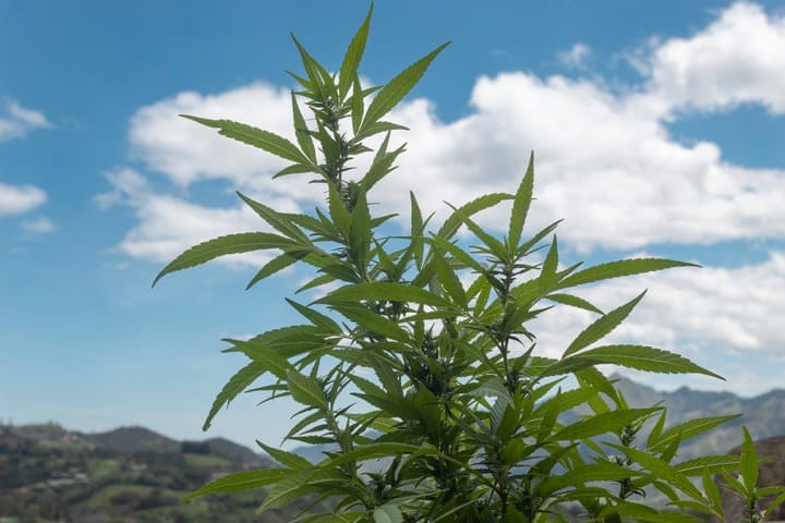 cannabis indica mountain plant
