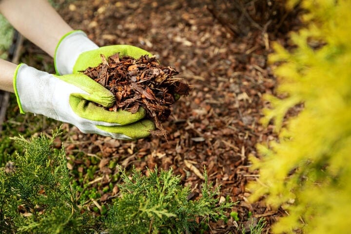 use mulch to regulate cannabis soil temperature