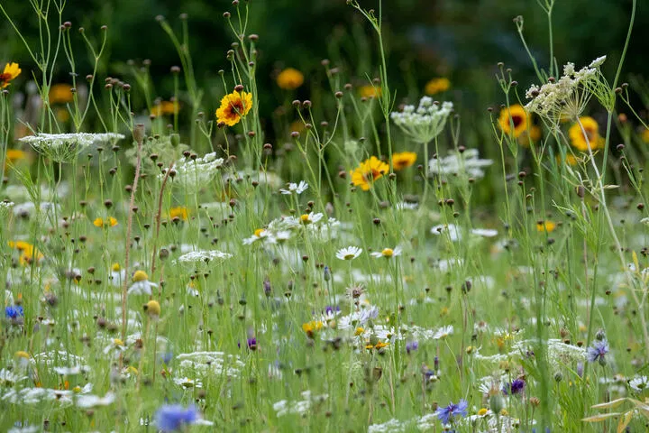 native wildflowers