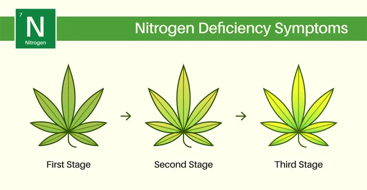 signs of cannabis nitrogen deficiency