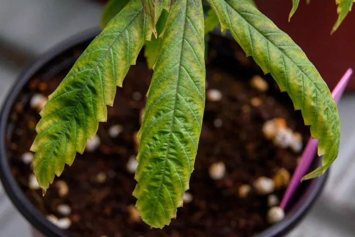 how nutrient burn differs from light burn