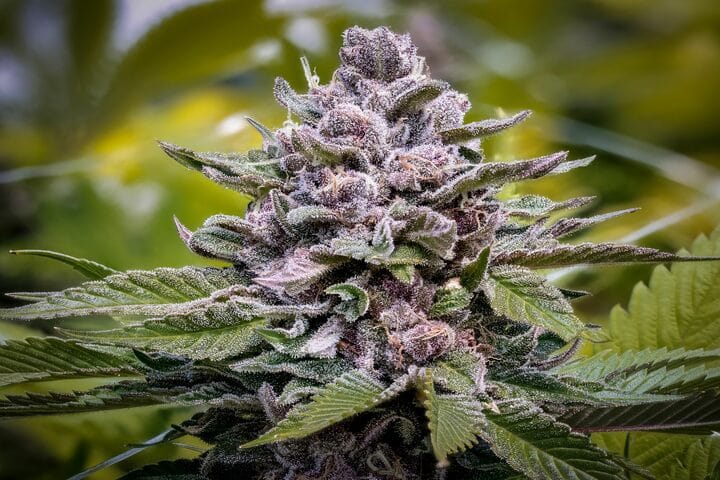 OG Kush classic 90s retro cannabis